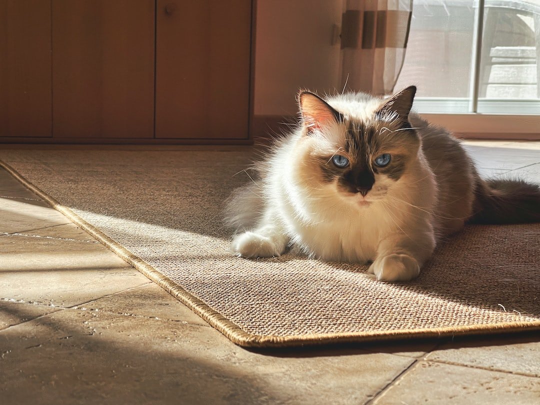 The Importance of Quality Floor Mats for Your Car